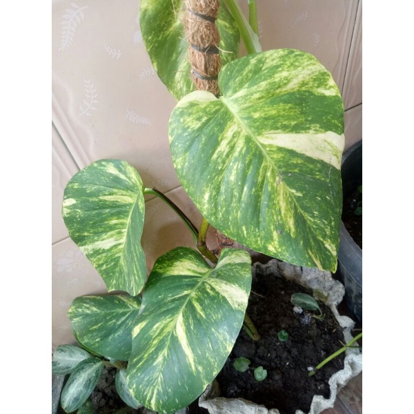 sirih gading jumbo/sirih belanda