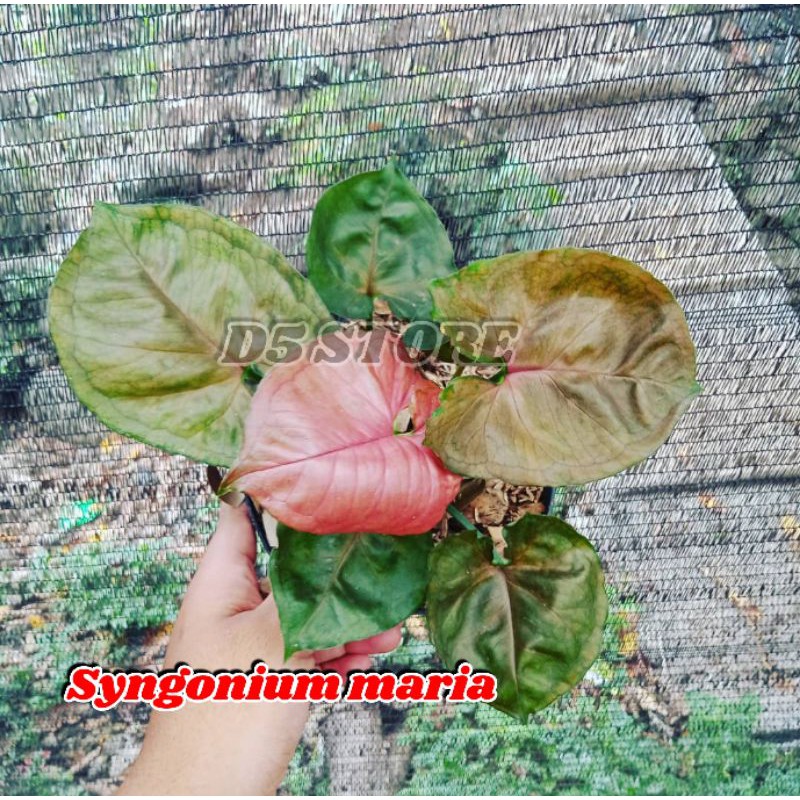 Tanaman hias syingonium  syingonium alusion maria