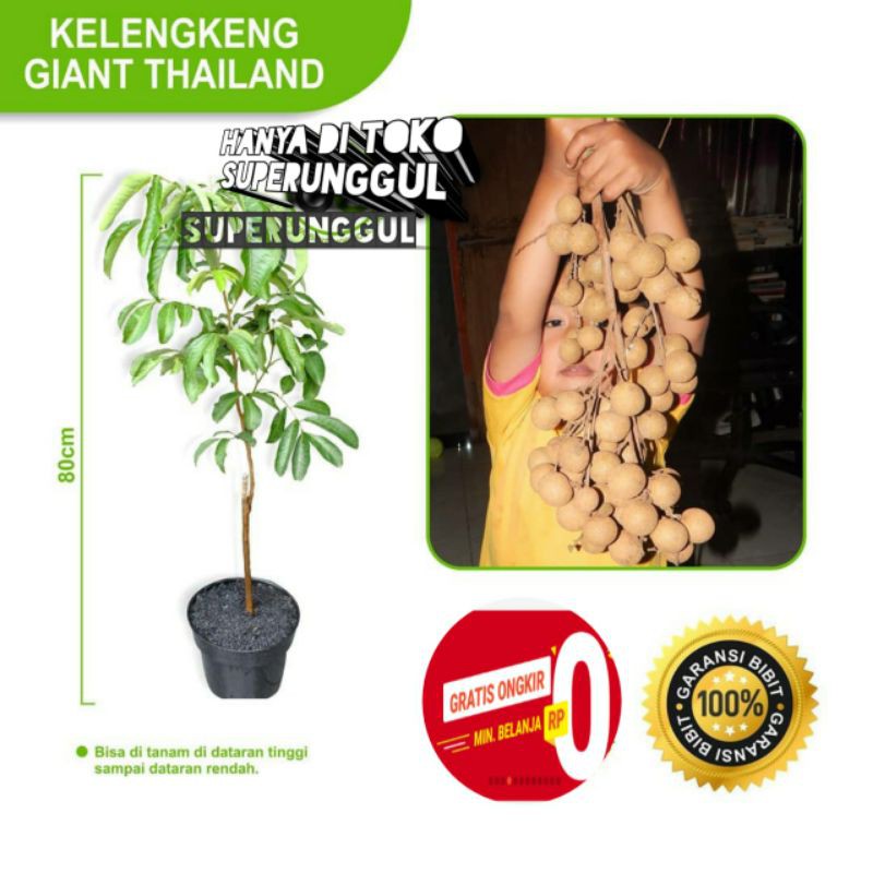 Bibit kelengkeng Giant Longan