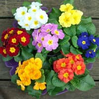 Benih Bibit Biji - Bunga Polyanthus Large Flowered (Polyanthus elatior) Mixed Flower Seeds - IMPORT