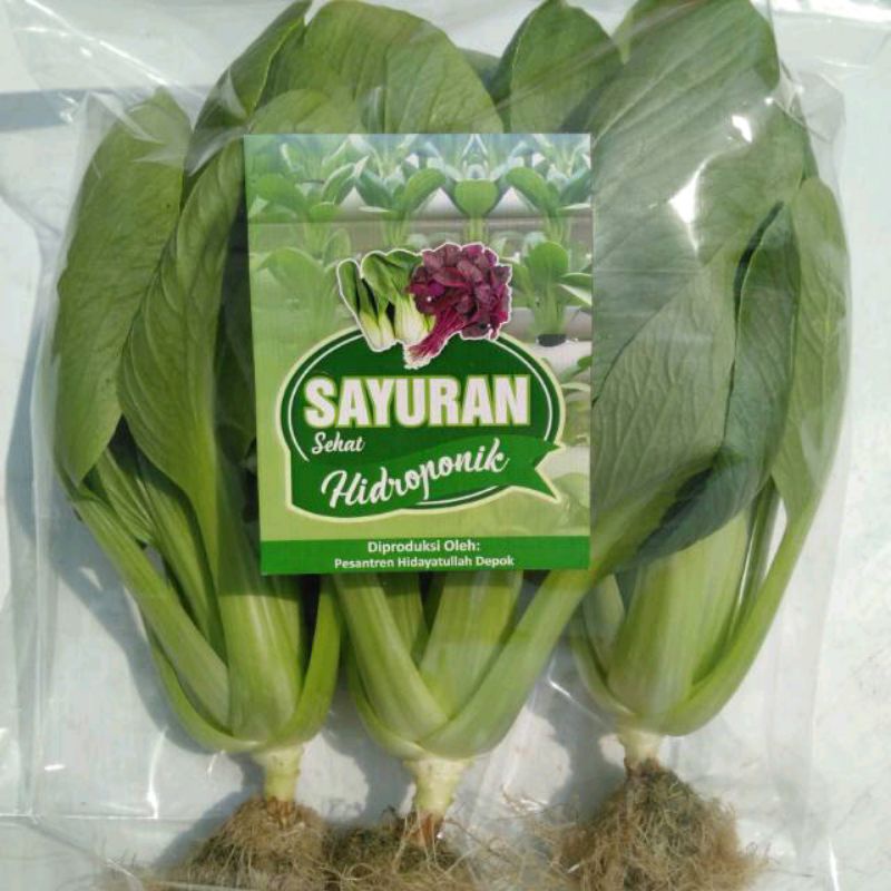 SAYUR SEGAR PAKCOY HIDROPONIK