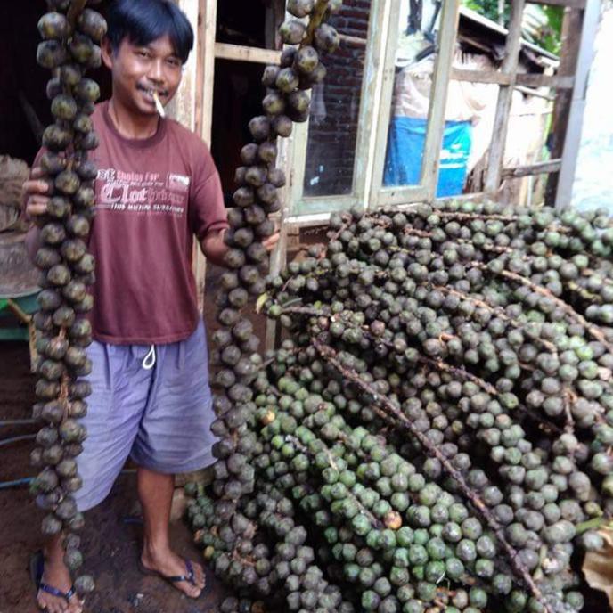 Kd1 Se Kg Biji Benih Buah Aren Hybrid Super Sp2