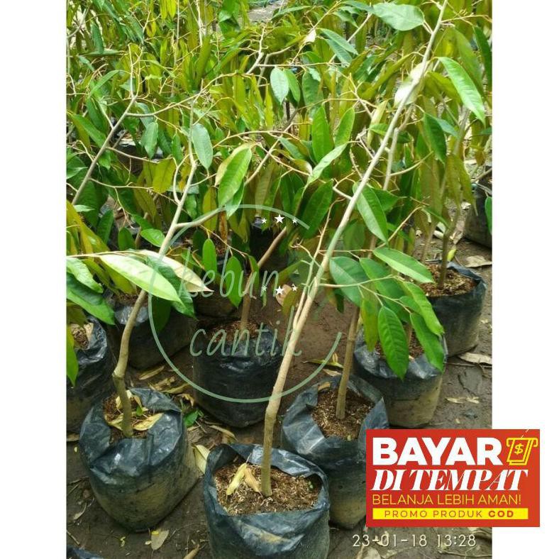 @_@ Bibit Tanaman Buah Durian Matahari