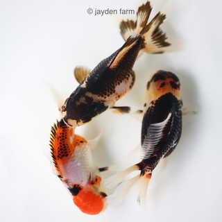 Ikan Mas Koki Oranda Panda, Tricolor & Black Gold | Shopee Indonesia