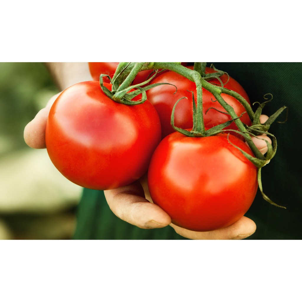 5 Biji Benih Sayur Tomat Apel