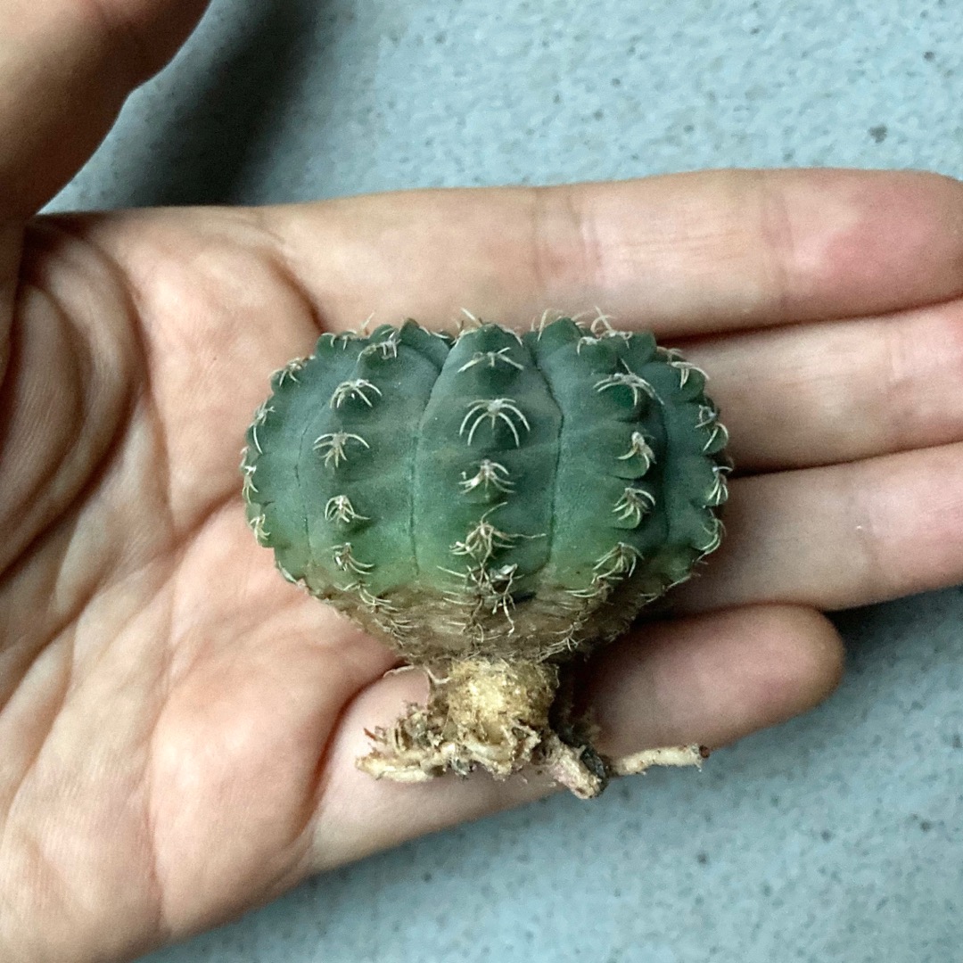 Quehlianum Curvispinum