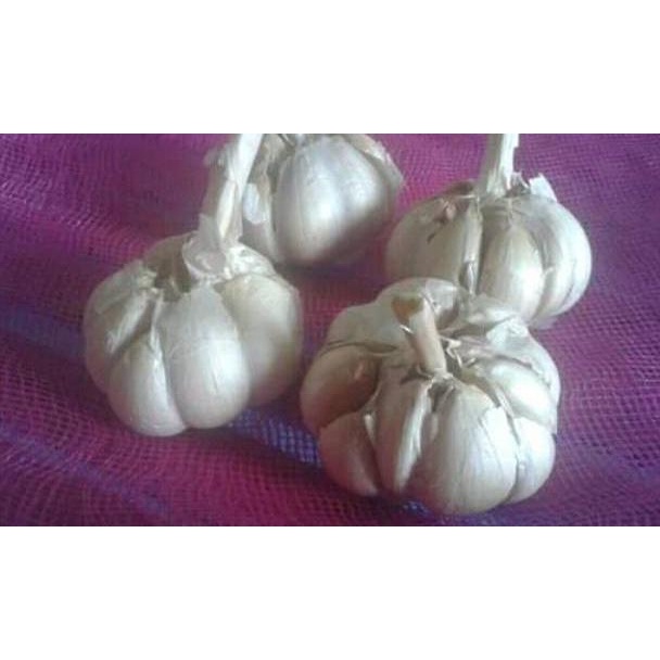 

PRODUCT TERLARIS Bawang putih sinco bersihan 1 kg ^ 881