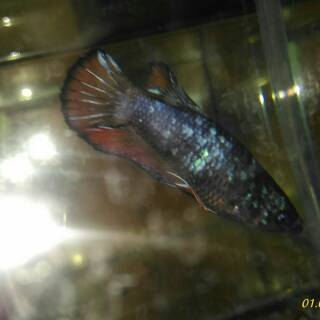 4100 Gambar Ikan Cupang Avatar HD Terbaik