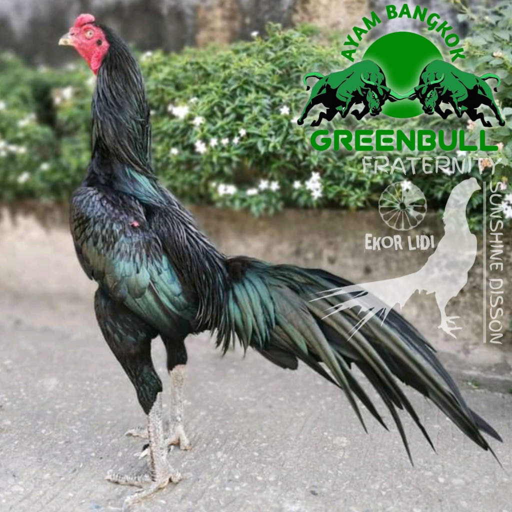 ayam bangkok black telur fertil ori ekor lidi greenbull