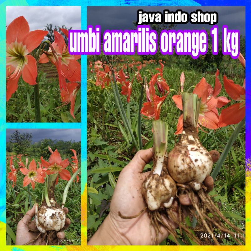 UMBI AMARILIS ORANGE 1 KG / BIBIT AMARILIS / BUNGA AMARILIS