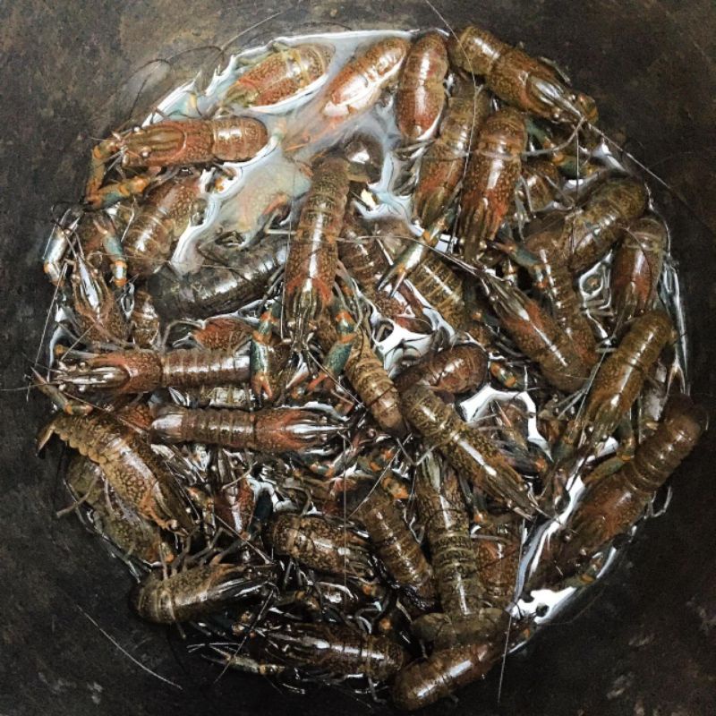 BIBIT LOBSTER AIR TAWAR 7.5CM | 3 INCH UP