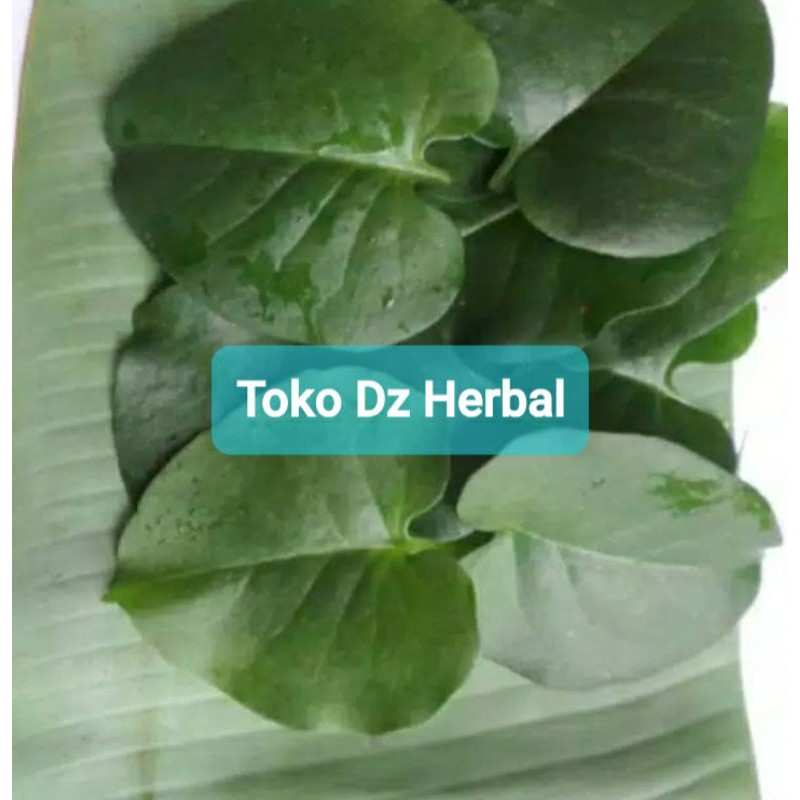 

Paket 1 kg daun binahong segar-az