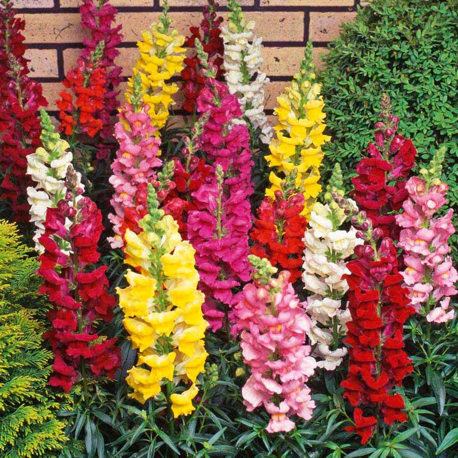 Benih Bibit Biji - Bunga Snapdragon Tetra Mix Flower Seeds - IMPORT