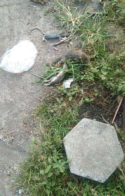 Ramtus Racun Tikus Mati Kering Pengusir Tikus Racun Tikus Ampuh Jebakan Tikus Bukan Lem Tikus Ss-01