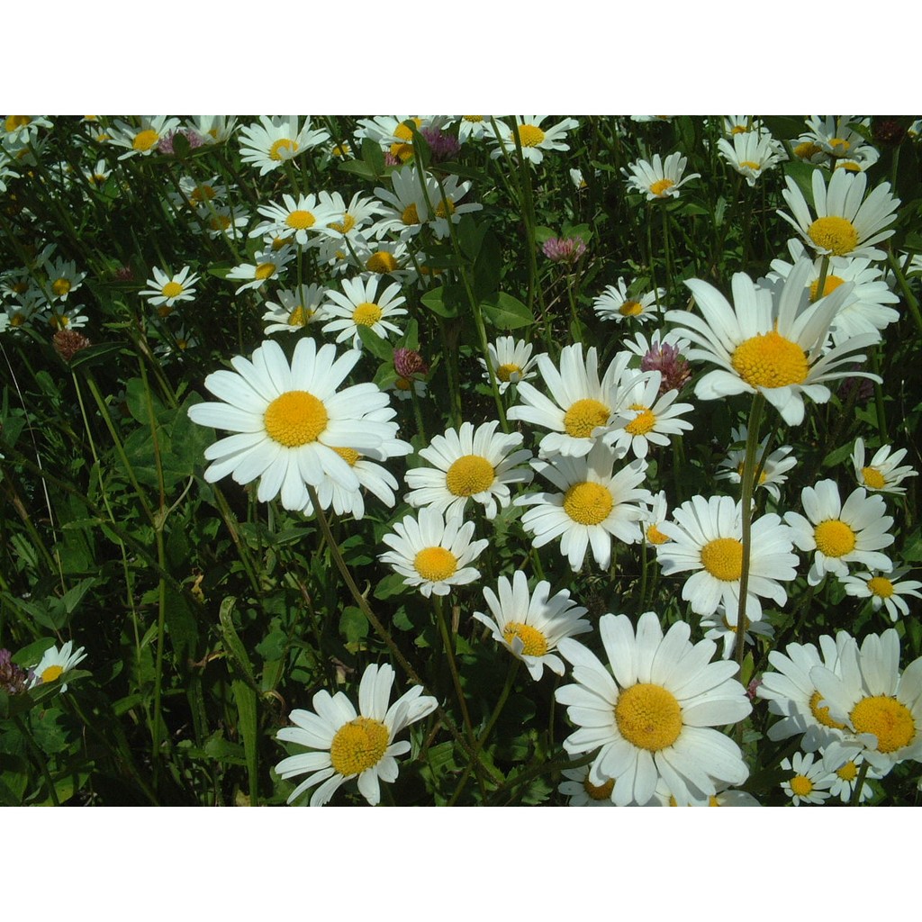 Biji Benih Bunga Krisan Chrysanthemum Ox Eye Daisy ( Tahan Panas)