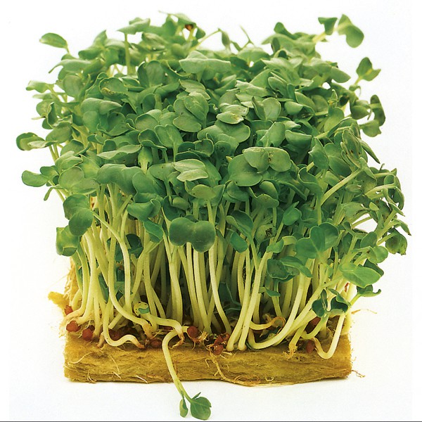 Benih Bibit Biji - Microgreens Sprouting Mustard White Seeds (100+ Biji)