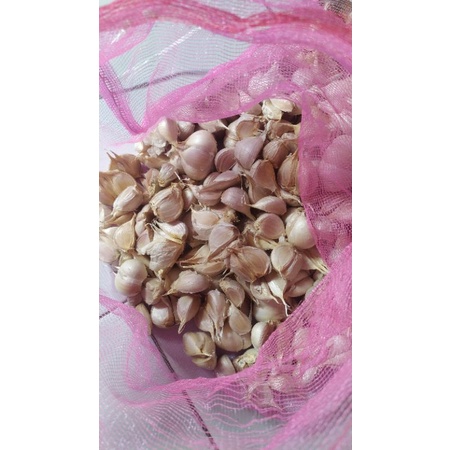 

bawang putih