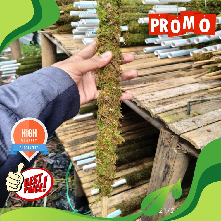 (COD) Turus Lumut Bambu 60cm - Turus Bambu Lapis Lumut - Turus Penyangga Tanaman