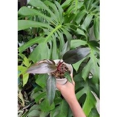 philodendron pink princess