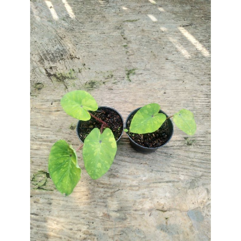 Colocasia Lime gecko Ekonomis