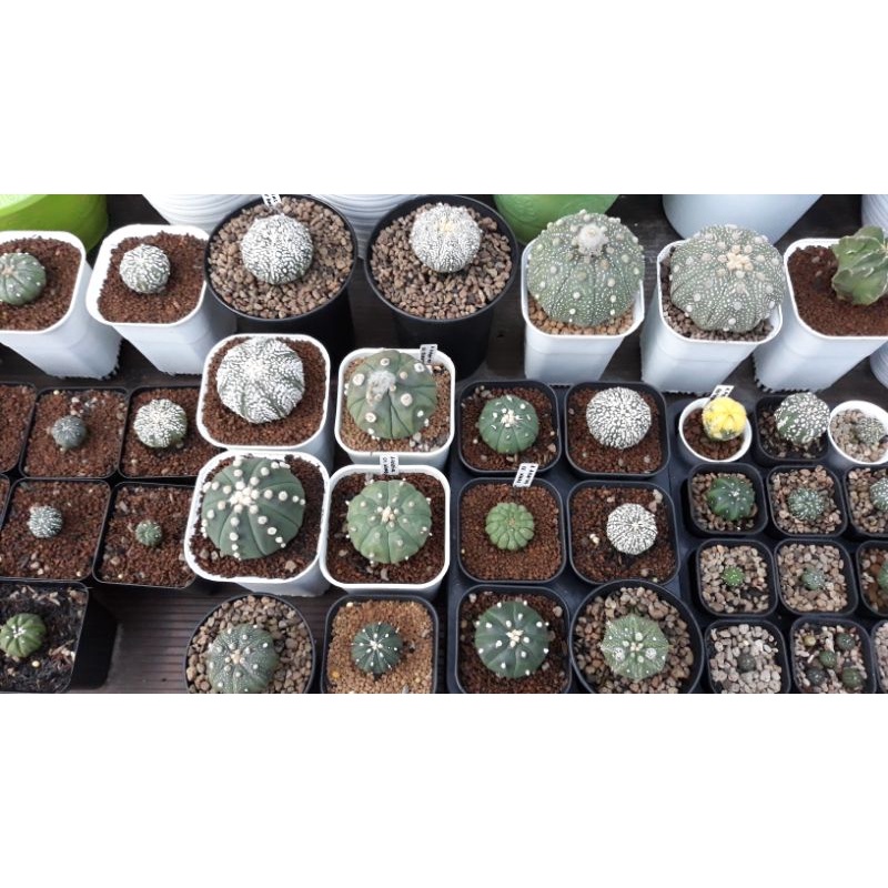 kaktus_astrophytum_kikko variegata ooibo superkabuto