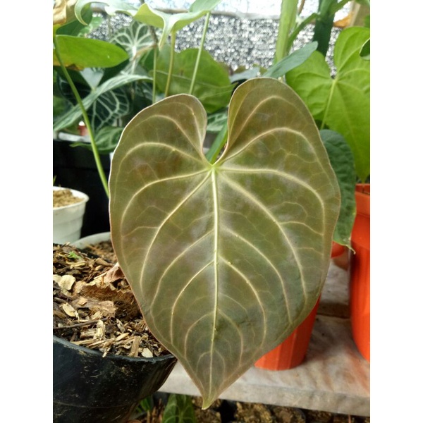 Anthurium regale hybrid
