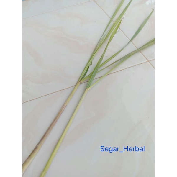 

250 gr daun serai segar obat herbal