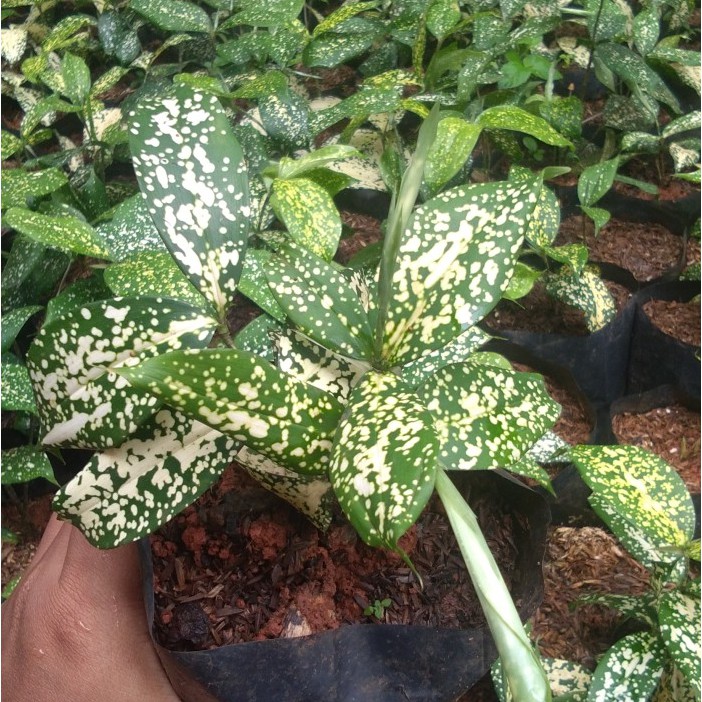 Tanaman Dracaena Florida Tanaman Brasena Florida