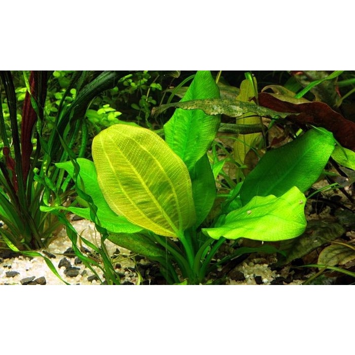 echinodorus harbich ( Tanaman Aquascape low Co2 )