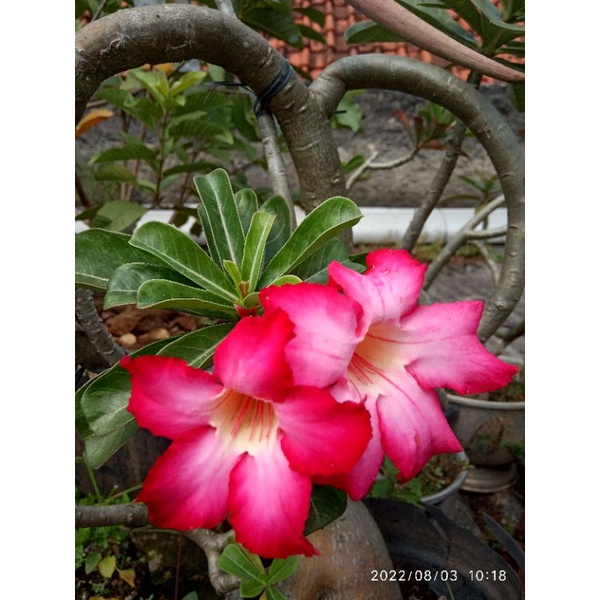 Biji / benih / seed Adenium / kamboja jepang