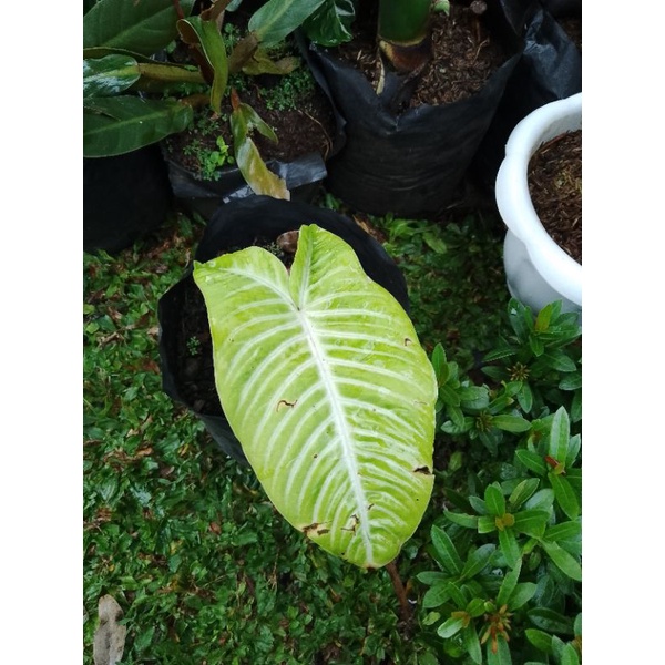 tanaman hias keladi antasoma/tanaman hias keladi