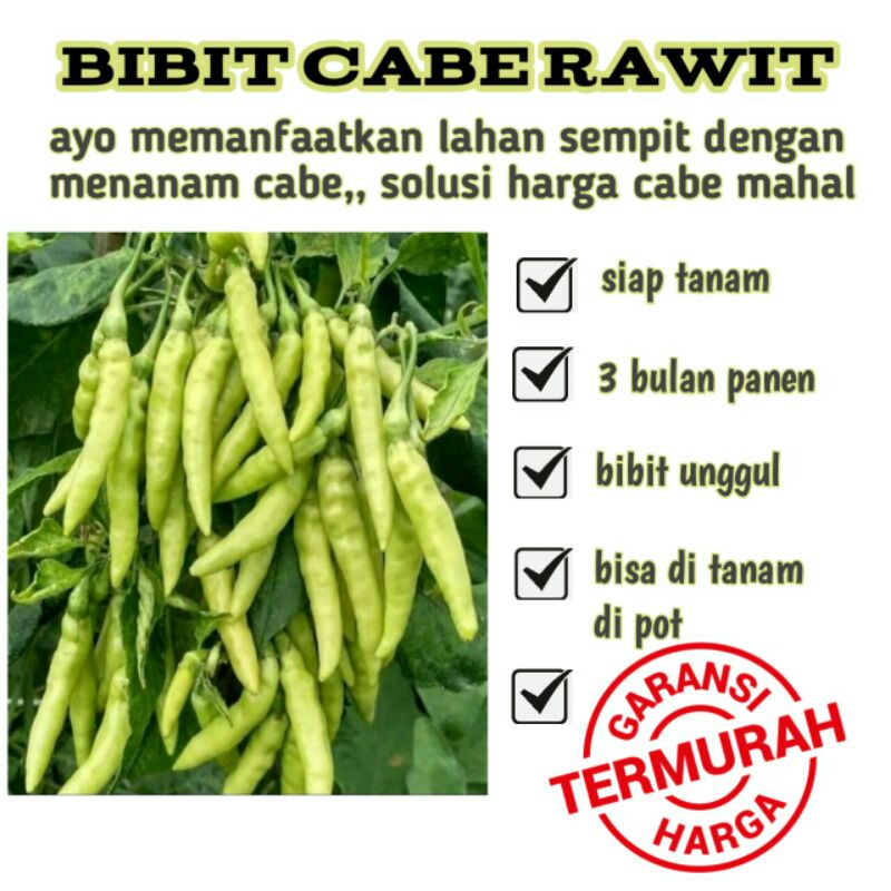 bibit cabe rawit beli 10 bonus 2