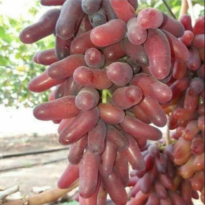 Jual Bibit Tanaman Buah Anggur Import Carnival Murah Shopee Indonesia