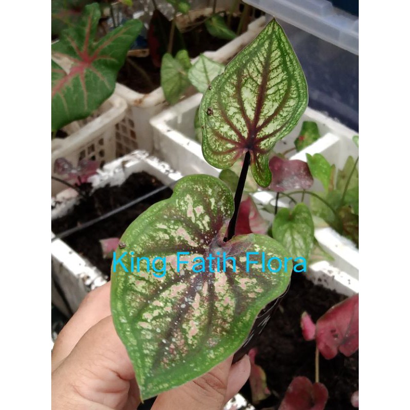 Size Anakan Caladium H33 (Tanpa Pot)