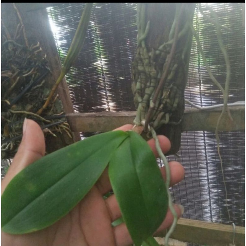 Anggrek Phalaenopsis amabilis