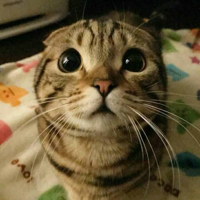 vinnyasdayanti