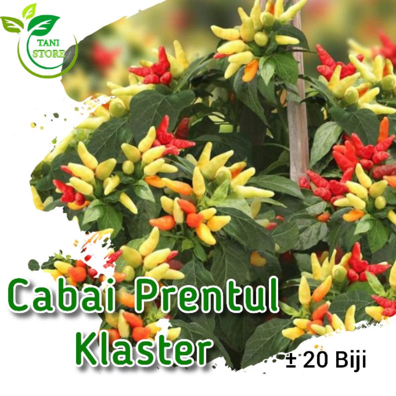 ± 20 biji benih cabai rawit prentul klaster_cabe rawit merah super buah