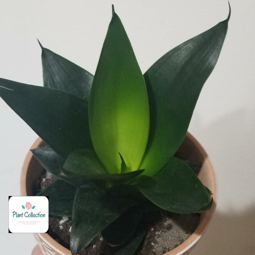 [PRODUK GHA9E] TANAMAN HIAS SANSEVIERIA BLACK DRAGON 80W