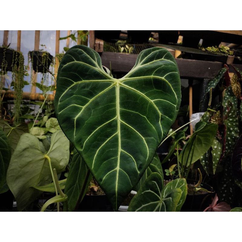 Anthurium Regale Greg hambali