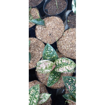 Aglaonema Ruby Compakta