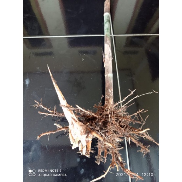 Bibit Bambu Tamiang Jenis Bambu Langka