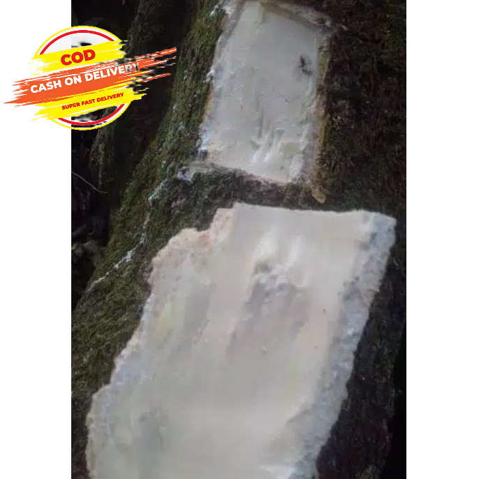 

Kulit pohon lame atau pule segar 1 kg