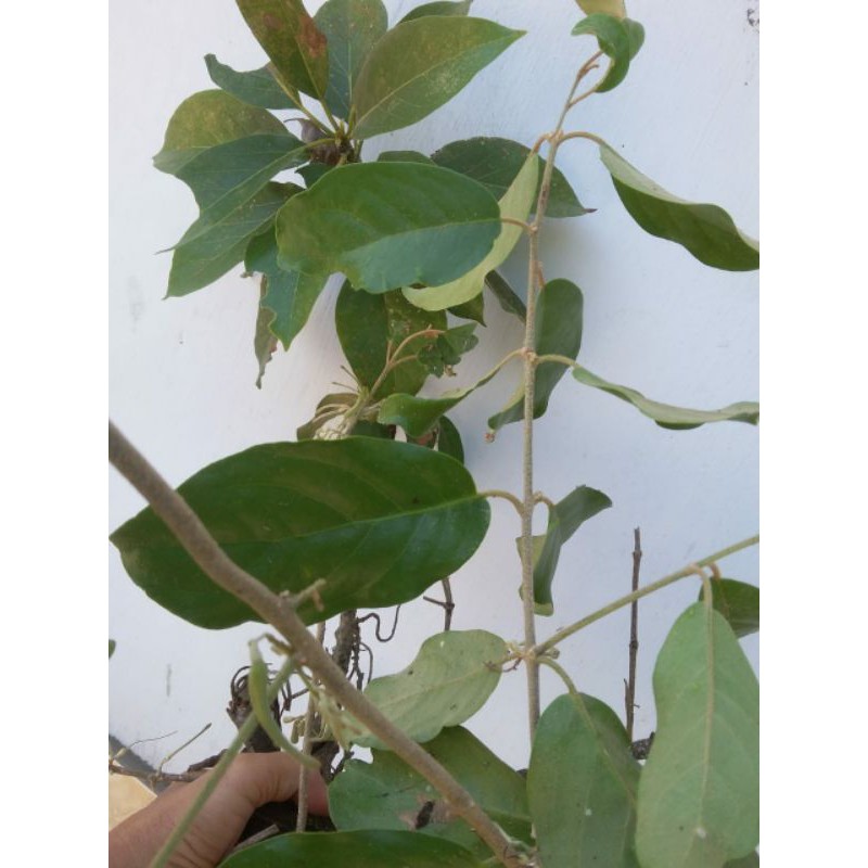 

Tanaman Obat Benalu Apokat~Kemladean Pasilan