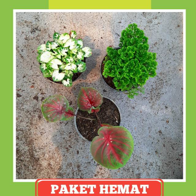 Paket Hemat Murah Bibit Caladium / Keladi hias Spesial ( Caladium doreng, syngonium, papua grace )