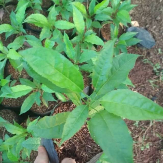 Tanaman hias tabebuya bunga ungu - bibit pohon tabebuya Sakura indonesia