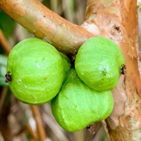anggur pohon white Jaboticaba siap berbuah