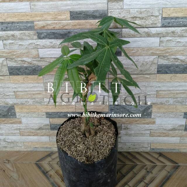 Bibit Tanaman Hias Pachira Kepang/ Pohon Duit/ Money Tree