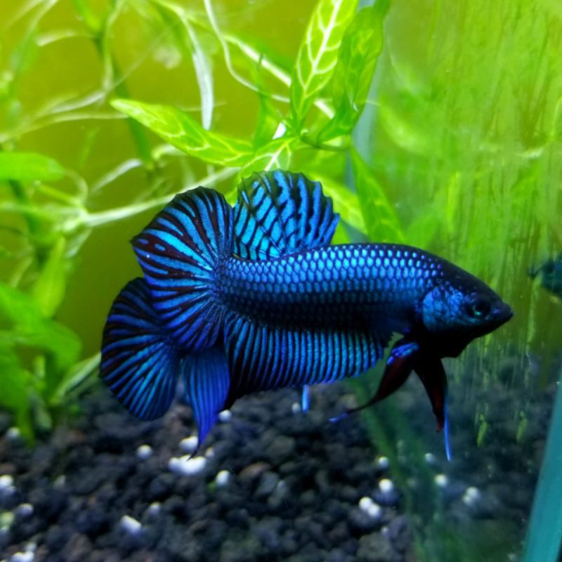 Wild Betta Mahachai Green