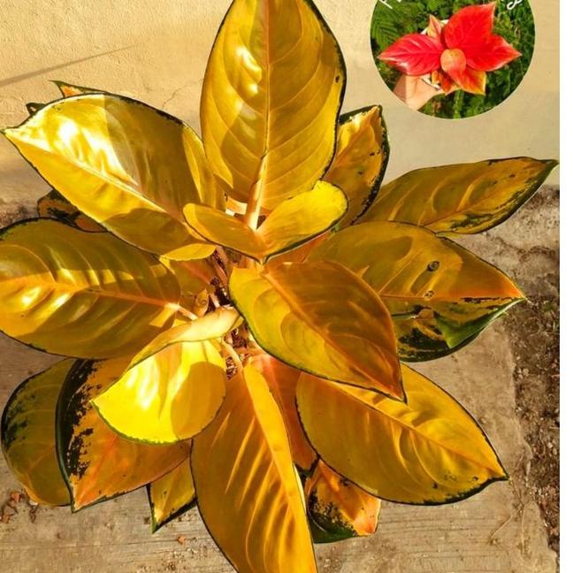 ❤[⚡PECIAL PRICE ]❤ Aglonema Sultan brunei remaja - tanaman hias hidup - bunga hidup - bunga aglonema - aglaonema merah - aglonema merah - aglonema murah - aglaonema murah produck vyralral