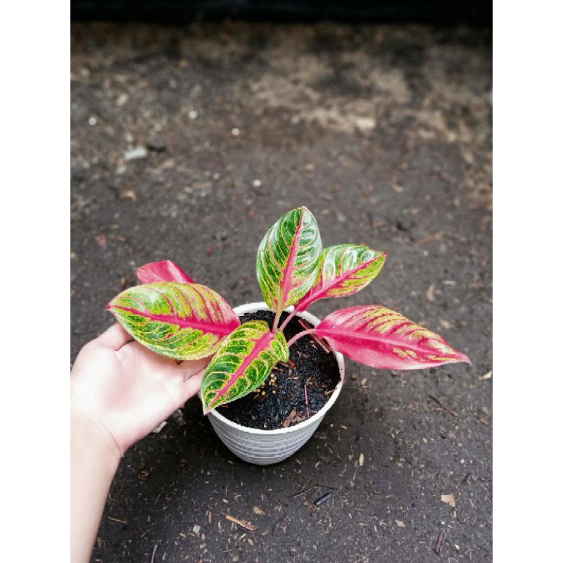 Aglaonema Red Nancy